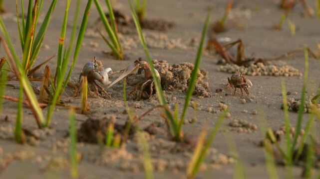 Two male fiddler crabs facing off