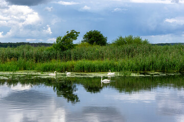 Uroki lata nad rzeką Narwią, Podlasie, Polska © podlaski49