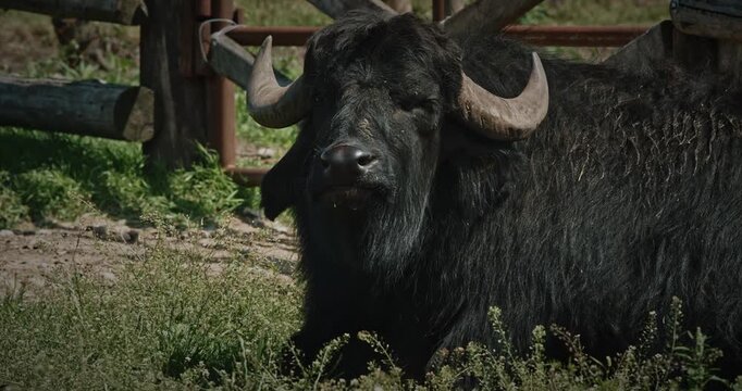 Majestic black buffalo with strong horns against wooden fence