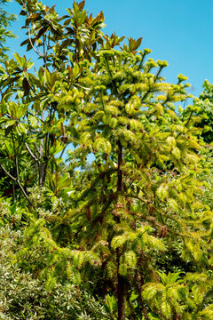 The common spruce is a golden finch on a clear sunny day. Flora plants flowers floristry.