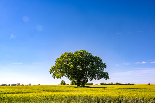 Single tree in a green crop field under blue sky in Germany