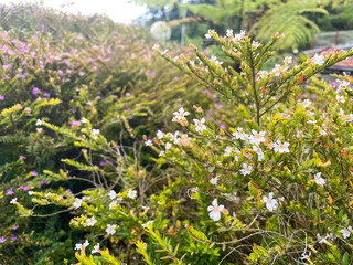Obraz premium Blooming Westringia fruticosa coastal rosemary bush in a sunlit garden.