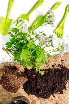 green equipment with rake, trowel, ground for planting greenary on white desk background top view