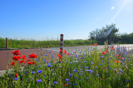 Beautiful wildflowers line a rural road in Terschelling