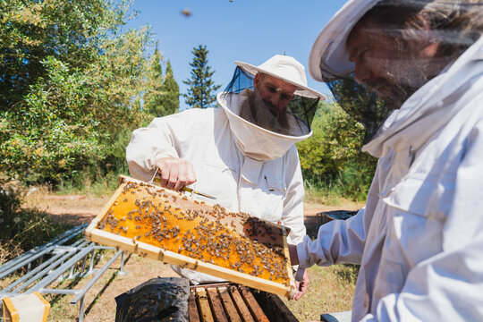 Male beekeepers inspect a honeycomb frame at an outdoor apiary