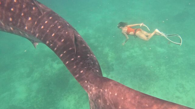 A woman swims next to a massive whale shark underwater, reaching out to touch it. The shark's large fin dwarfs the nearby swimmer, showing their size difference.