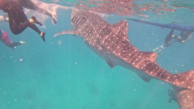 A massive whale shark swims very close to people splashing and swimming in fear while some capture photos and videos underwater during daytime.