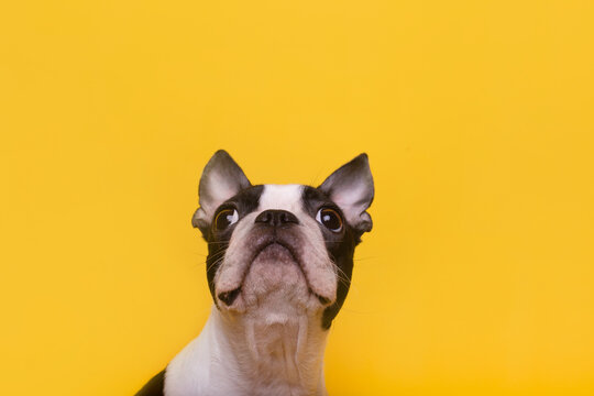 Head of Boston Terrier puppy looking up