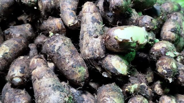 A pile of freshly harvested taro roots with earthy skins highlights natural textures and farm-fresh appearance. Organic details remain clearly visible throughout the produce display.