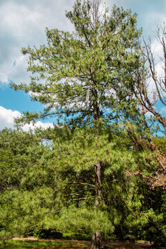 The Wallich pine on a clear sunny day. Flora plants flowers floristry.