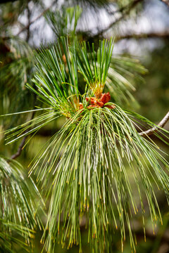 Cones of Wallich pine fruit on a clear sunny day. Flora plants flowers floristry.