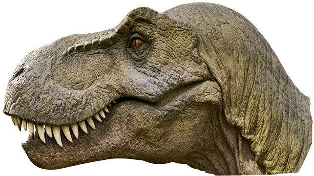 Tyrannosaurus Rex dinosaur head realistic texture