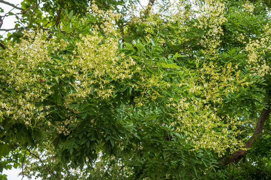 Japanese pagoda tree (Styphnolobium japonicum) with abundant creamy white flower panicles and pinnate green leaves, blooming in summer in an urban park landscape.