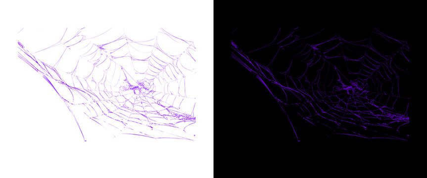 Purple spider web texture on white and black backgrounds, spooky halloween cobweb design elements, abstract neon violet spiderweb pattern