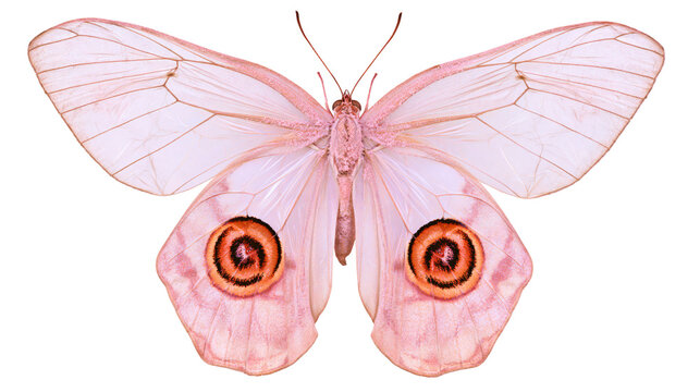 Pink butterfly with large eye spots on wings