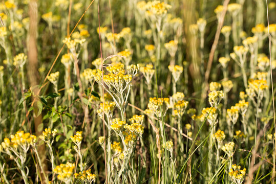dwarf everlast, 
Helichrysum arenarium yellow flowers closeup selective focus