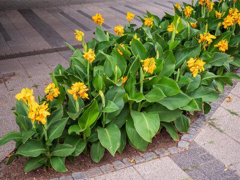 Yellow canna lilies (Canna indica) blooming in a landscaped urban flower bed, with lush tropical foliage decorating a modern pedestrian walkway and public green space.
