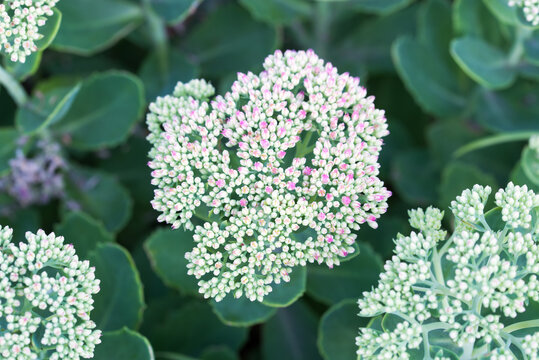 showy stonecrop, 
Sedum spectabile flowers closeup selective focus