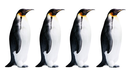 Obraz premium Four Emperor Penguins Standing Side by Side