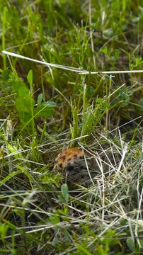 Adorable baby grey partridge, also known as a Perdix perdix chick, foraging for food and hiding in the lush green and dry grass of a meadow, using its natural camouflage to stay safe