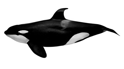 Orca whale killer whale, black and white marine mammal © Alaric
