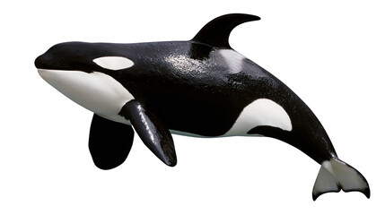 Orca whale with black and white markings © Alaric