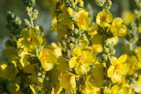mullein flowers closeup selective focus
