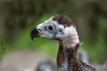 Obraz premium A black vulture chick on a green background. Animals, birds, ornithology, ecology.