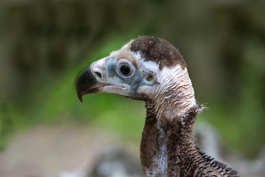 A black vulture chick on a green background. Animals, birds, ornithology, ecology.