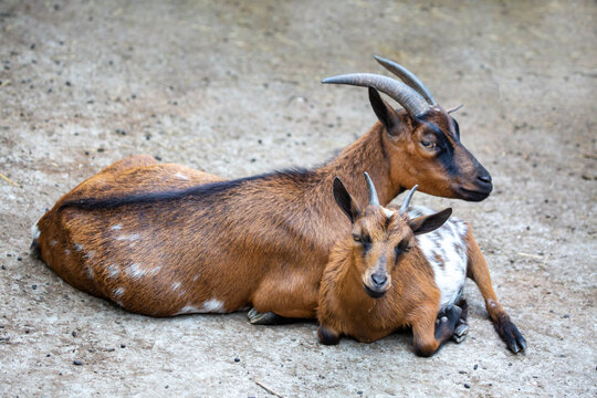 A Boer goat standing on the ground. Wildlife, mammals, predators.