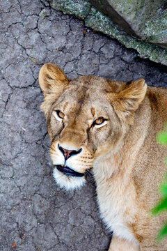 A lioness looking at the camera on a gray background. Wildlife, mammals, predators.