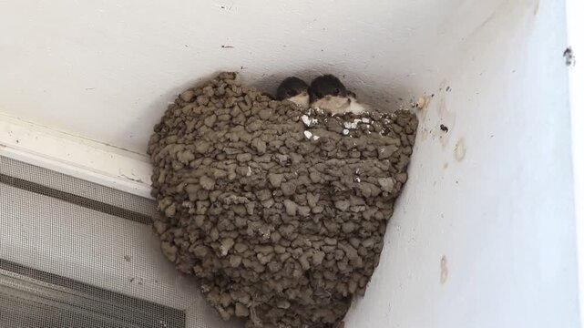 Western House Martin Feeding Three Hungry Chicks in Mud Nest
