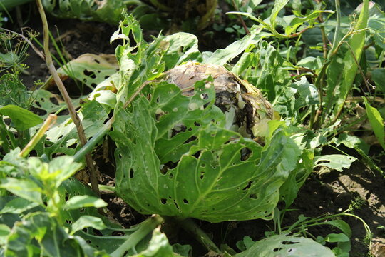 Growing head of cabbage severely damaged by garden pests and insects