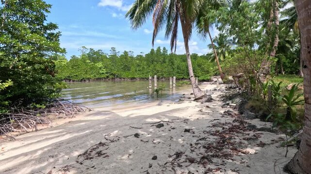 Wide shot of a deserted tropical beach early in the day on a Philippine island, featuring mangrove thickets and a row of young palm trees under a sunny blue sky with white clouds.
