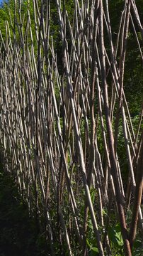 Natural wooden sticks crisscrossing to create a supportive trellis structure for climbing pea plants in a lush summer vegetable garden, ready for growth under the bright sun