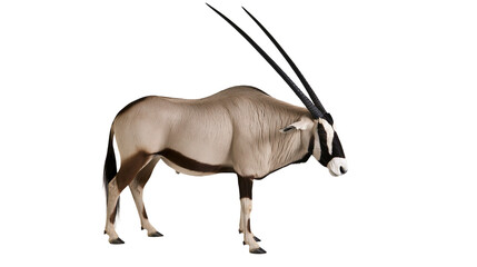 Gemsbok antelope with long straight horns and black and white face markings © Motruc