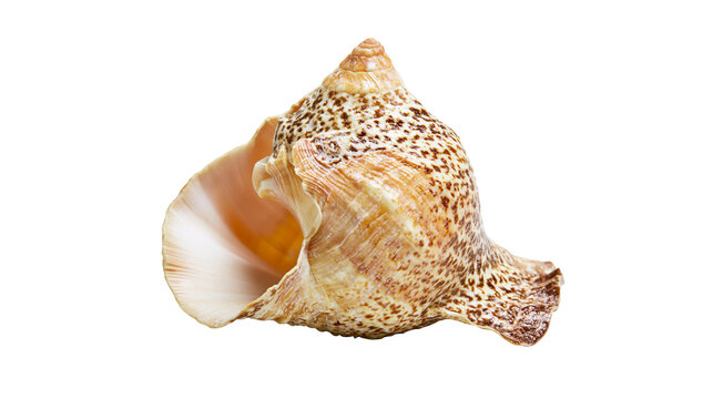 Spotted conch seashell with textured spiral and flared opening