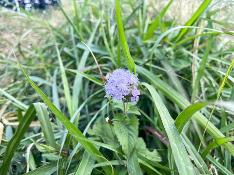 A small purple Ageratum flower blooming in the middle of tall green grass.
