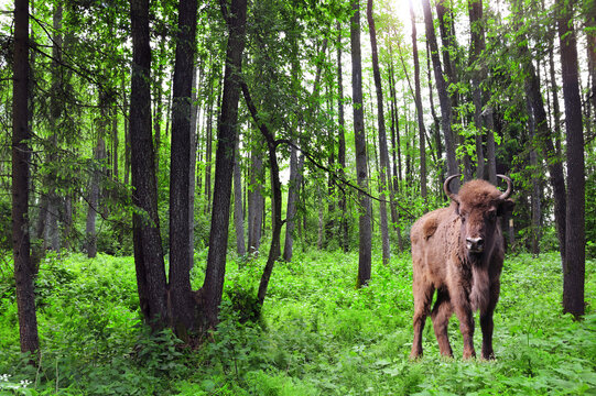 Picturesque landscape - european bison in forest. A young male zubr with rays of sunlight, Belovezhskaya Pushcha Nature Reserve. Wild auroch in woodland in national park Bialowieza Forest, Europe