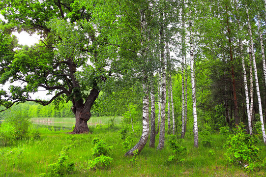 Picturesque landscape with old oak and birch trees in sunny day. Beautiful scene with rays of sunlight in summer forest, Belovezhskaya Pushcha Nature Reserve. Woodland in Bialowieza Forest, Europe