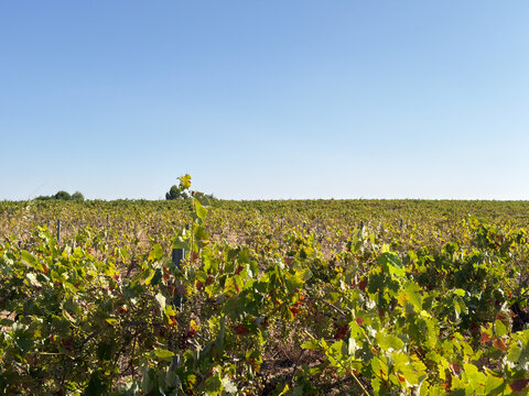 Endless green vineyard field under clear blue sky in La Mancha