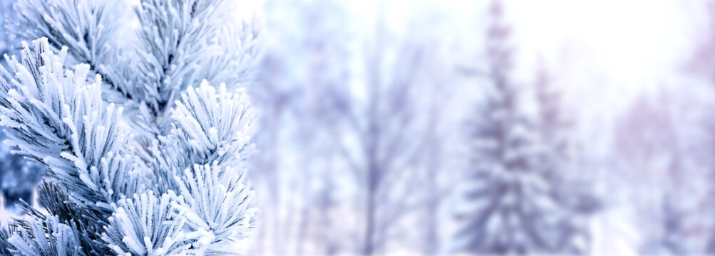 Horizontal Christmas background with pine branch, covered with frost. Holiday winter banner with frozen branches of fir tree. Festive banner featuring a frosted fir branch at abstract glitter lights