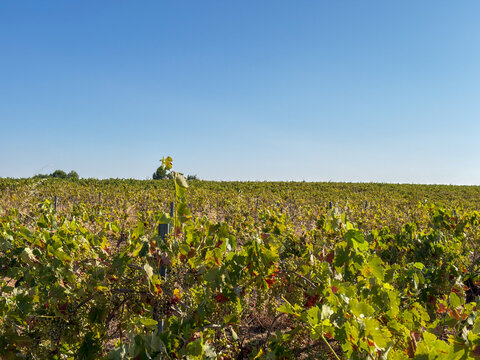 Endless green vineyard field under clear blue sky in La Mancha