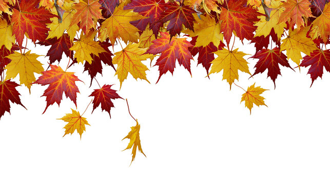 Red and yellow maple leaves falling in autumn