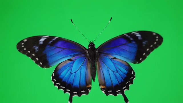 Blue Morpho butterfly in flight with cinematic motion against a vibrant green screen background