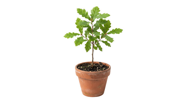 Young oak tree sapling in terracotta clay pot, small green oak plant with lobed leaves, growing seedling in ceramic flowerpot isolated on white background