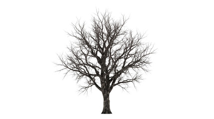 Obraz premium Leafless winter tree with intricate bare branches, isolated dead oak tree on white background, dark silhouette of deciduous tree in dormant season