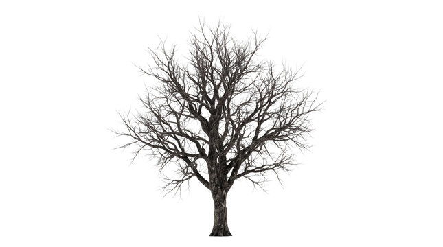 Leafless winter tree with intricate bare branches, isolated dead oak tree on white background, dark silhouette of deciduous tree in dormant season