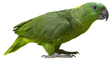 Green Amazon Parrot with Yellow Crown and Dark Beak © dominica