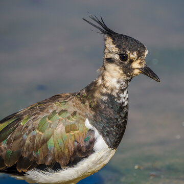 Portrait of a Northern Lapwing at the Water's Edge